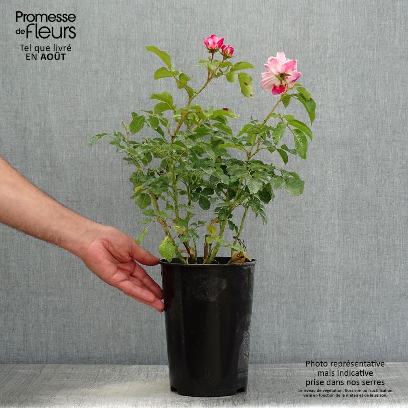 Example of Rosa polyantha Rosenstadt Freising Vaso da 4L/5L as you get in ete