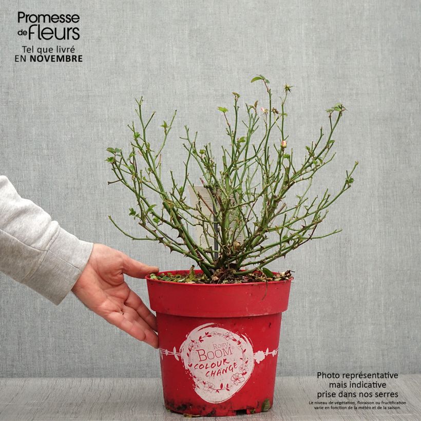 Esemplare di Rosier arbustif Rosy Boom Colour Change Pot de 6L/7L come consegnato in autunno