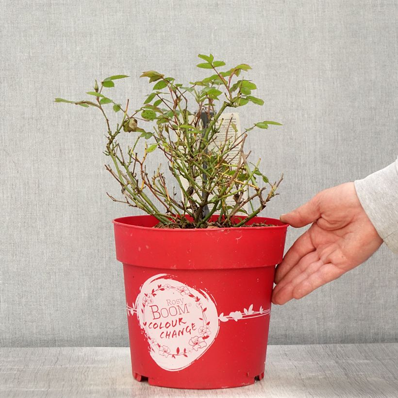 Example of Rosa polyantha Rosy Boom Colour Change Vaso da 6L/7L as you get in printemps