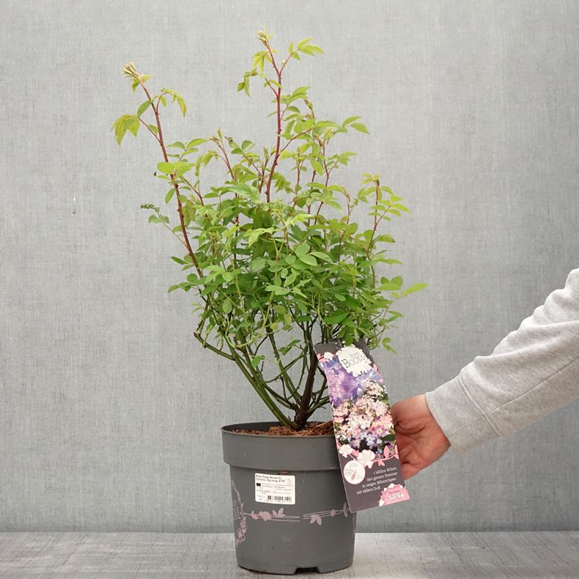 Example of Rosa polyantha Rosy Boom Dynamic Hip Hop Vaso da 6L/7L as you get in printemps