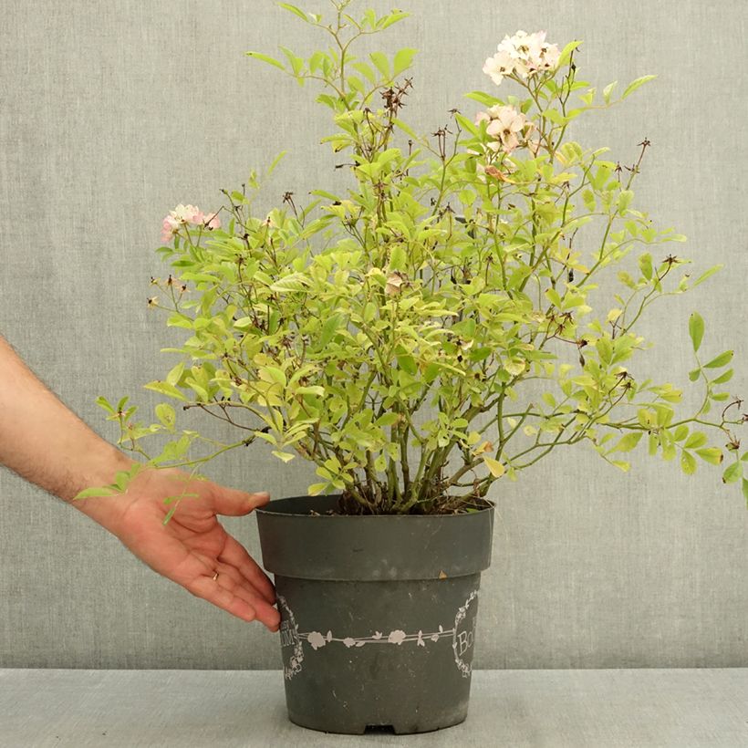 Esemplare di Rosa polyantha Rosy Boom Rose Vaso da 6L/7L consegnato in estate
