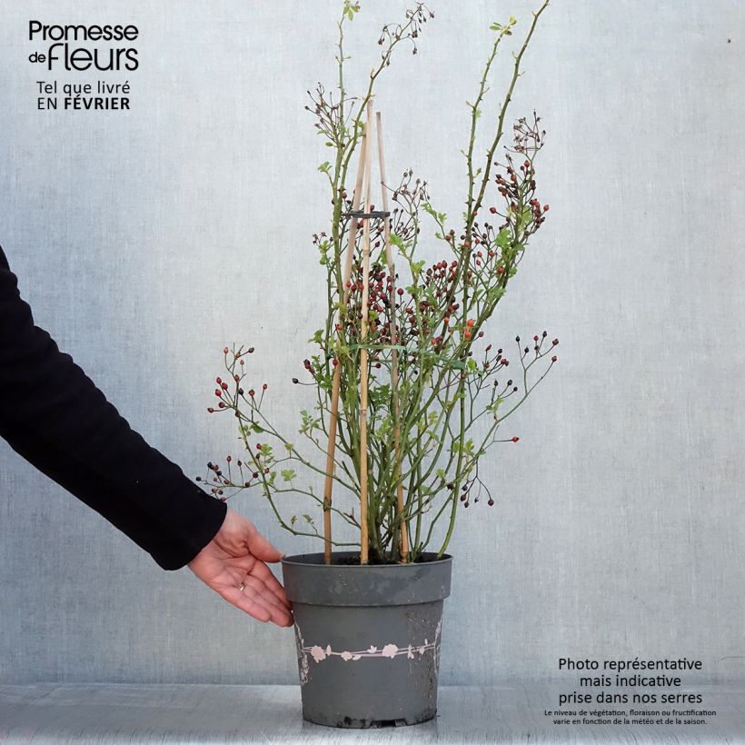 Rosier arbustif Rosy Boom Rose (Abellio Spaniuc) Pot de 6L/7L esemplare consegnato in inverno