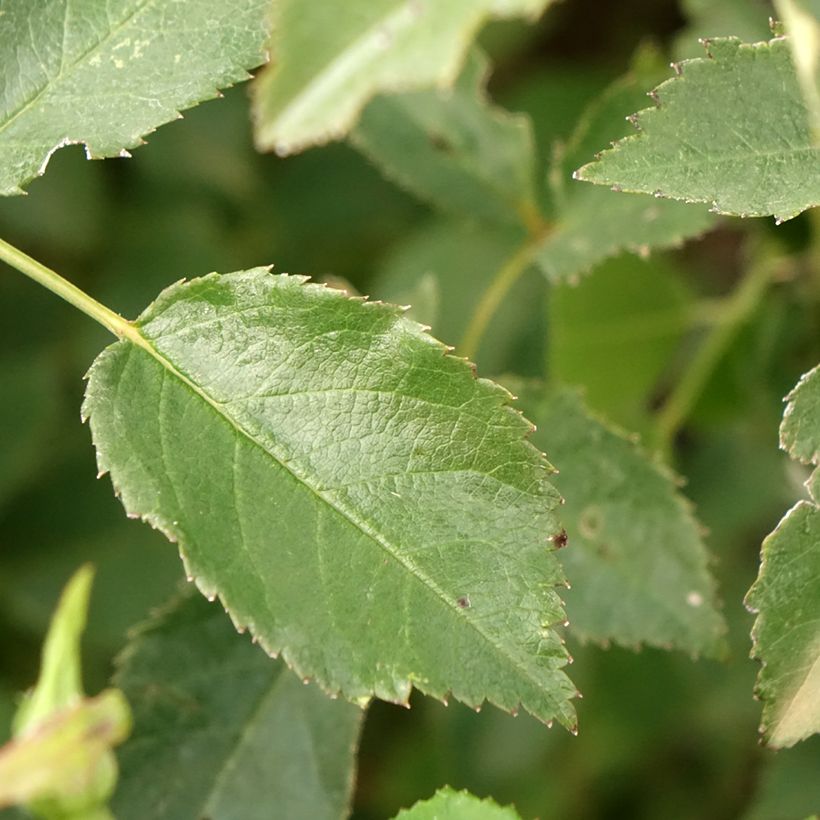 Rosa polyantha Rosy Boom rouge La Belle Rouge (Foliage)