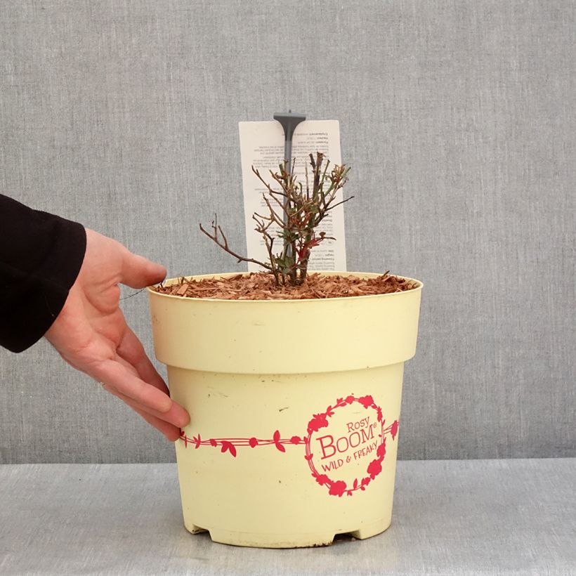 Rosier arbustif Rosy Boom Wild and Freaky Pot de 6L/7L esemplare consegnato in inverno