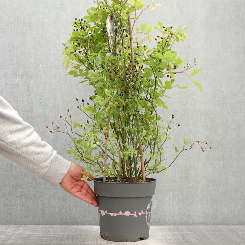 Example of Rosa polyantha Rosy Boom Wildlife Vaso da 6L/7L as you get in printemps