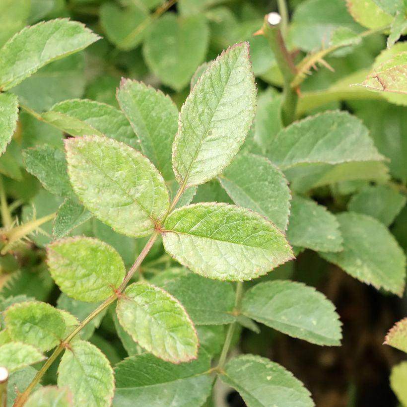 Rosa moscata Rosy Purple (Fogliame)