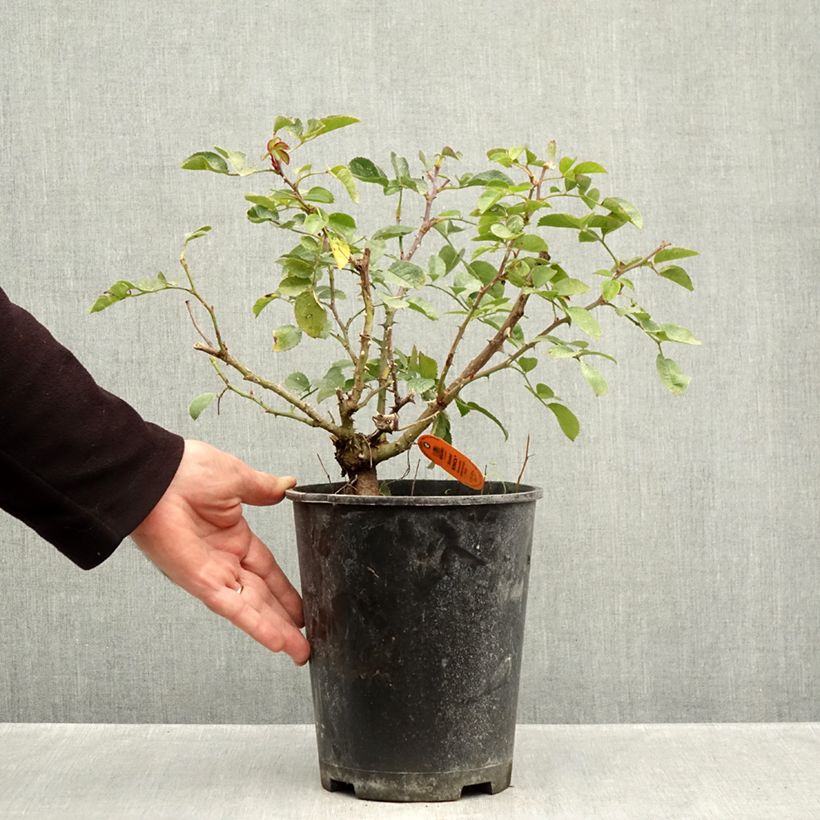 Esemplare di Rosa Scarlet Bonica Vaso da 4L/5L come consegnato in autunno