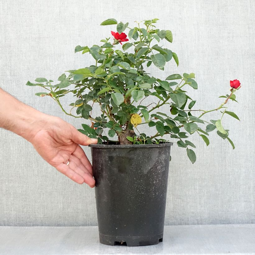 Esemplare di Rosa Scarlet Bonica Vaso da 4L/5L consegnato in estate
