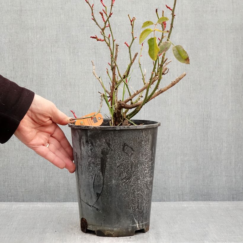 Rosa Scarlet Bonica Vaso da 4L/5L esemplare consegnato in inverno