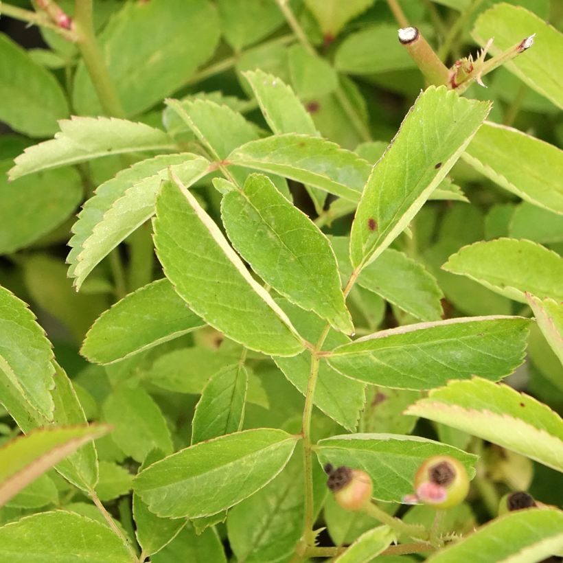 Rosa moscata Schubert (Foliage)