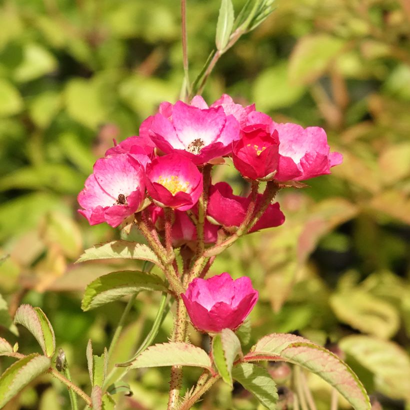 Rosa moscata Schubert (Flowering)