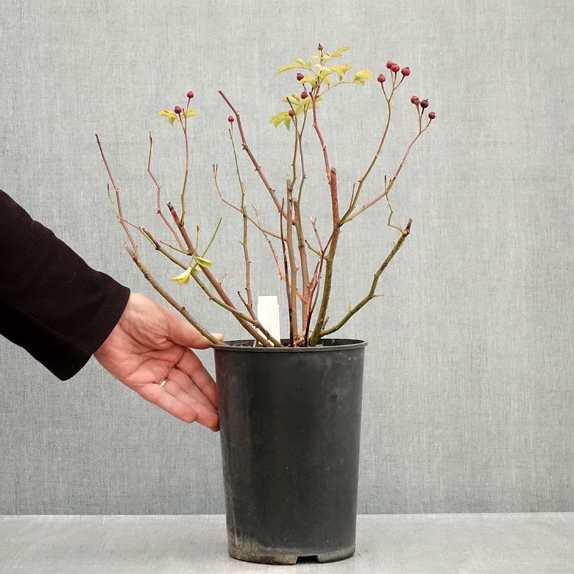 Esemplare di Rosa moscata Schubert Vaso da 4L/5L come consegnato in autunno