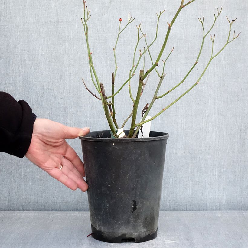 Example of Rosa moscata Schubert Vaso da 4L/5L as you get in hiver