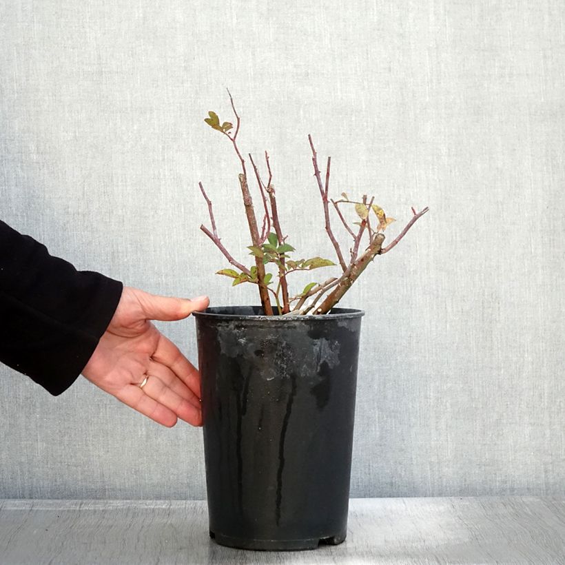 Esemplare di Rosa moscata Sibelius Vaso da 4L/5L come consegnato in autunno