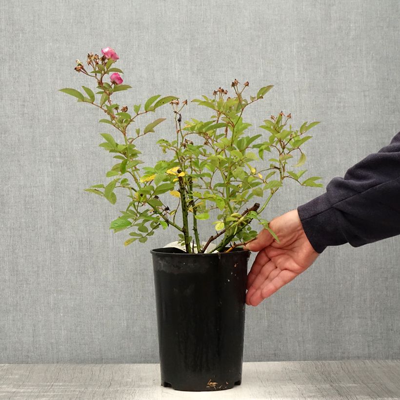 Esemplare di Rosa moscata Sibelius Vaso da 4L/5L consegnato in estate