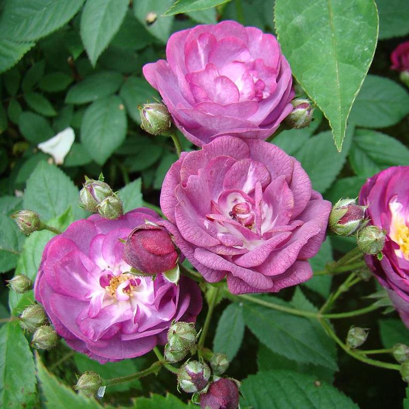 Rosa moscata Sibelius (Flowering)