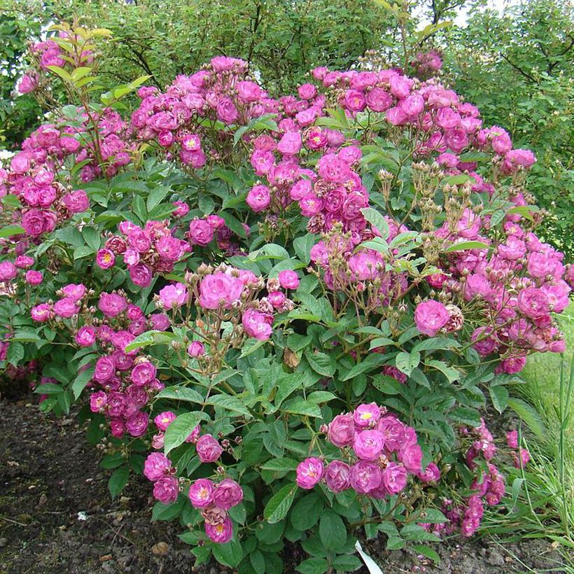 Rosa moscata Sibelius (Plant habit)