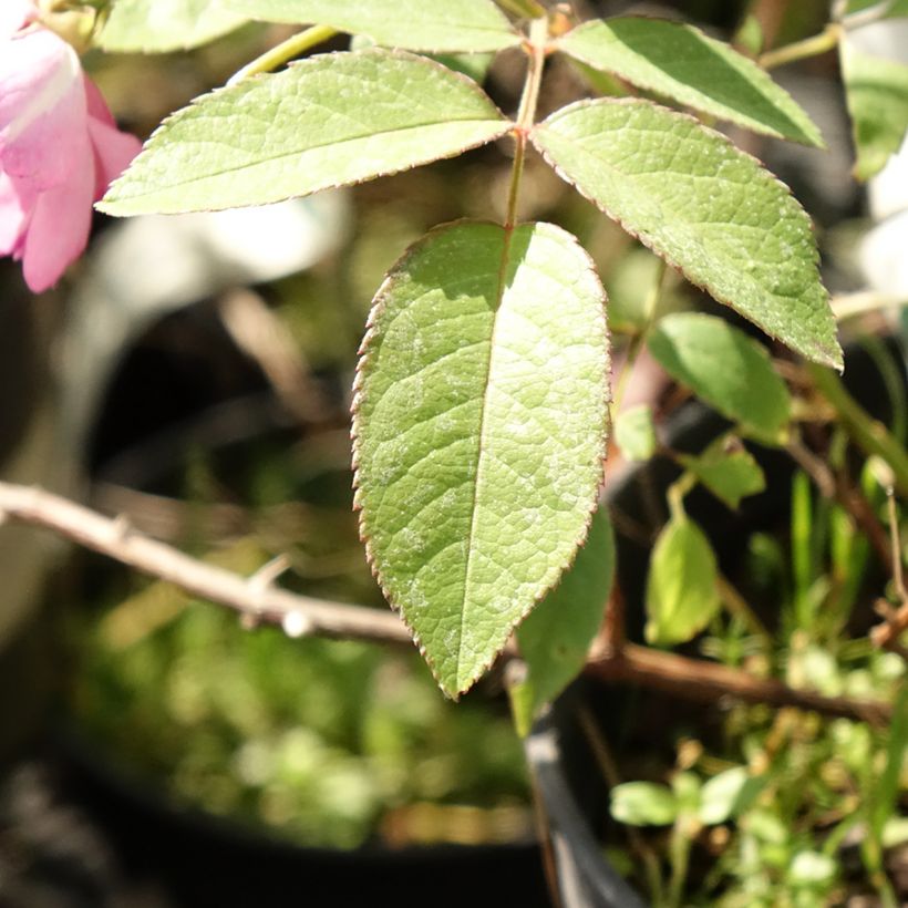 Rosa moscata Twins (Foliage)