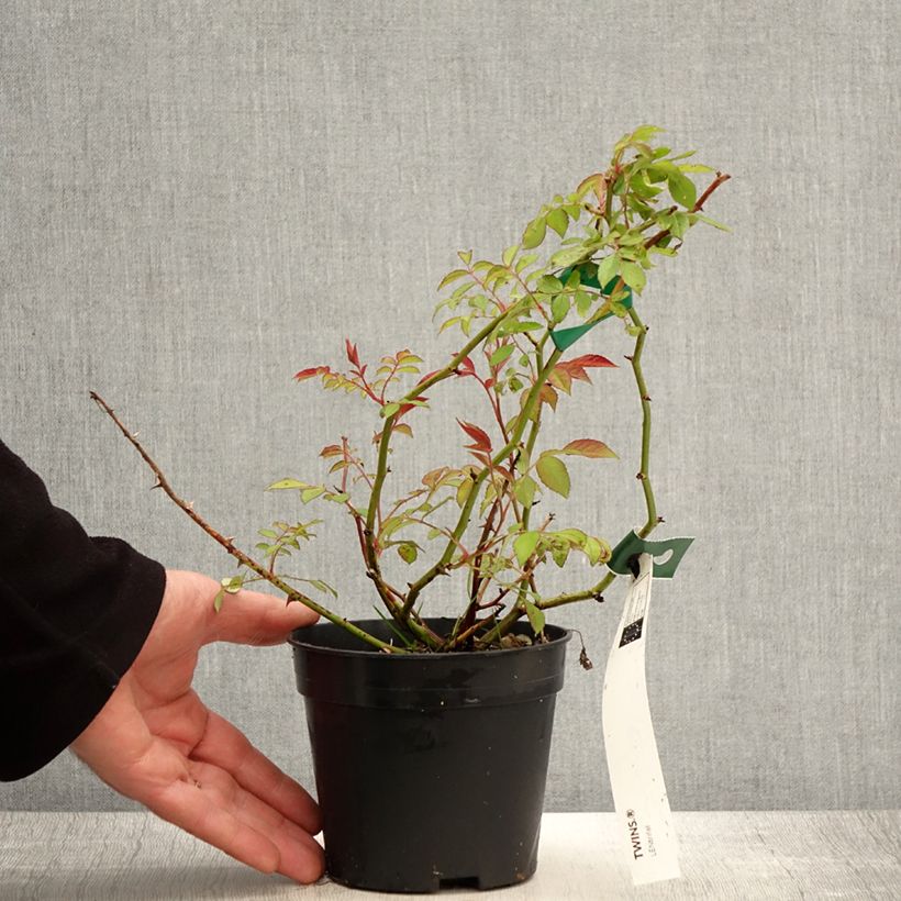 Example of Rosa moscata Twins Vaso da 1L/1,5L as you get in printemps