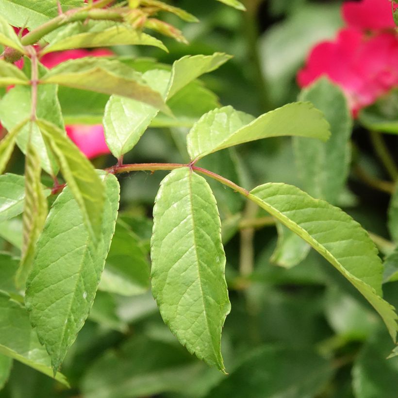 Rosa moscata Vif Eclat (Fogliame)