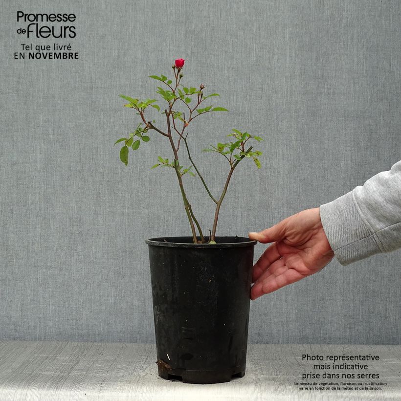 Esemplare di Rosa moscata Vif Eclat Vaso da 4L/5L come consegnato in autunno