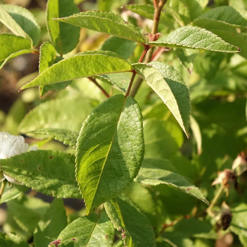 Rosa moscata Waterloo (Foliage)