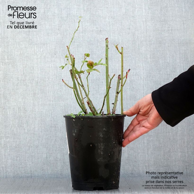Esemplare di Rosier arbustif Waterloo Pot de 4L/5L come consegnato in autunno