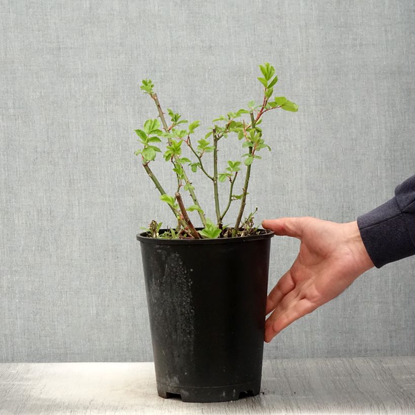 Example of Rosa moscata Waterloo Vaso da 4L/5L as you get in printemps