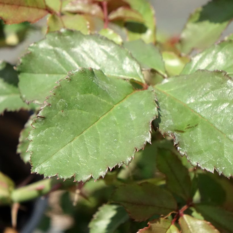 Rosa Westerland (Fogliame)