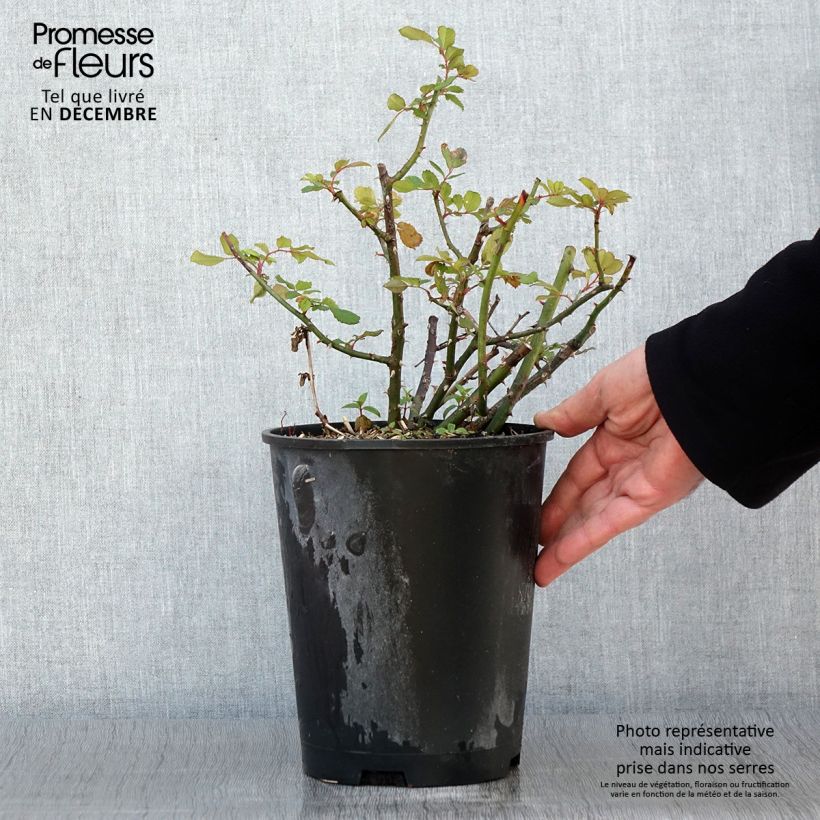 Esemplare di Rosier arbustif White Magic Pot de 4L/5L come consegnato in autunno