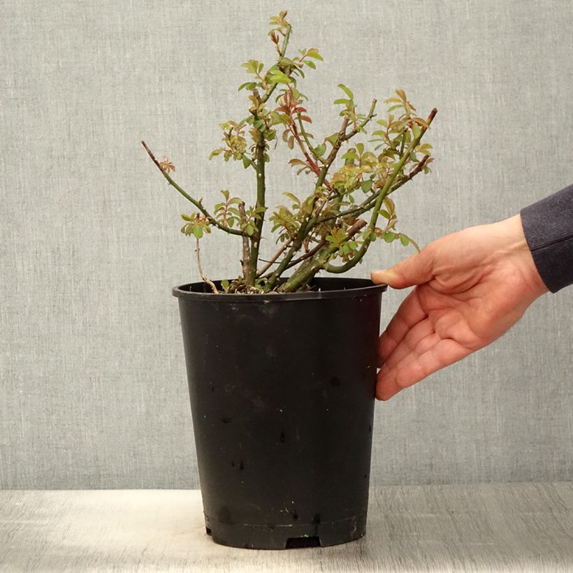 Example of Rosa moscata White Magic Vaso da 4L/5L as you get in printemps