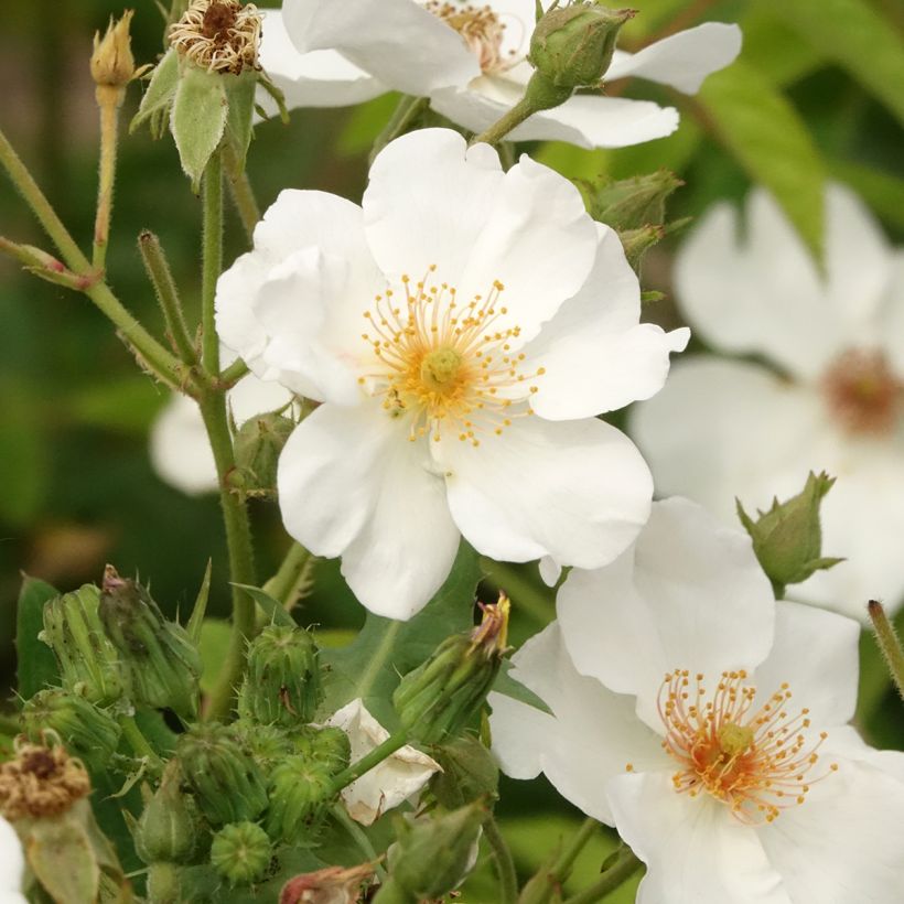 Rosa moscata White Magic (Fioritura)