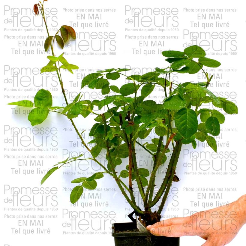 Esempio di esemplare Rosa Constance Spry Vaso da 4L/5L come consegnato