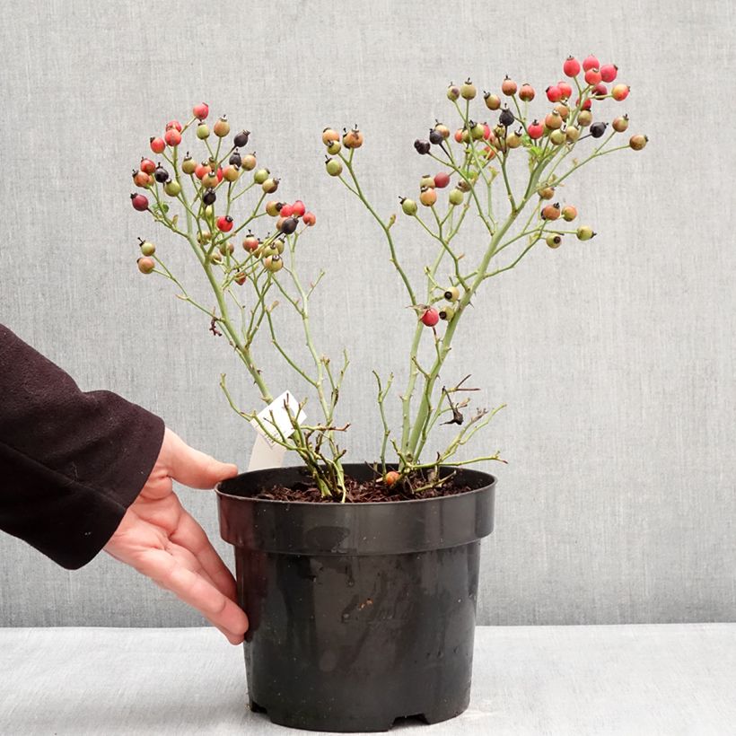 Example of Rosa Bee Gold Vaso da 3L/4L as you get in hiver