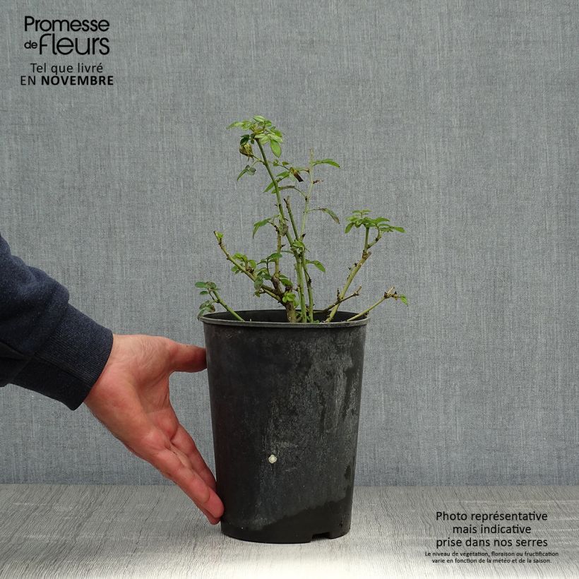 Esemplare di Rosa polyantha Bee's Paradise Light Red Vaso da 3L/4L come consegnato in autunno