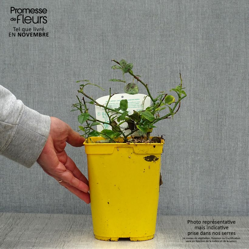 Esemplare di Rosier Bees Paradise Ivory Pot de 3L/4L come consegnato in autunno
