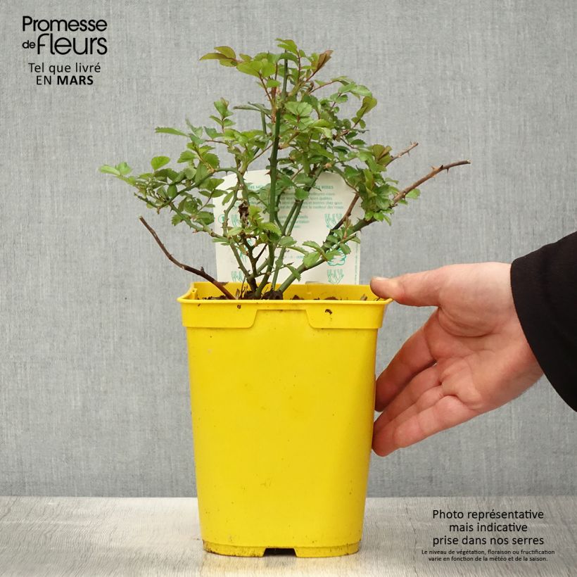 Rosa polyantha Bees Paradise Ivory Vaso da 3L/4L esemplare consegnato in primavera