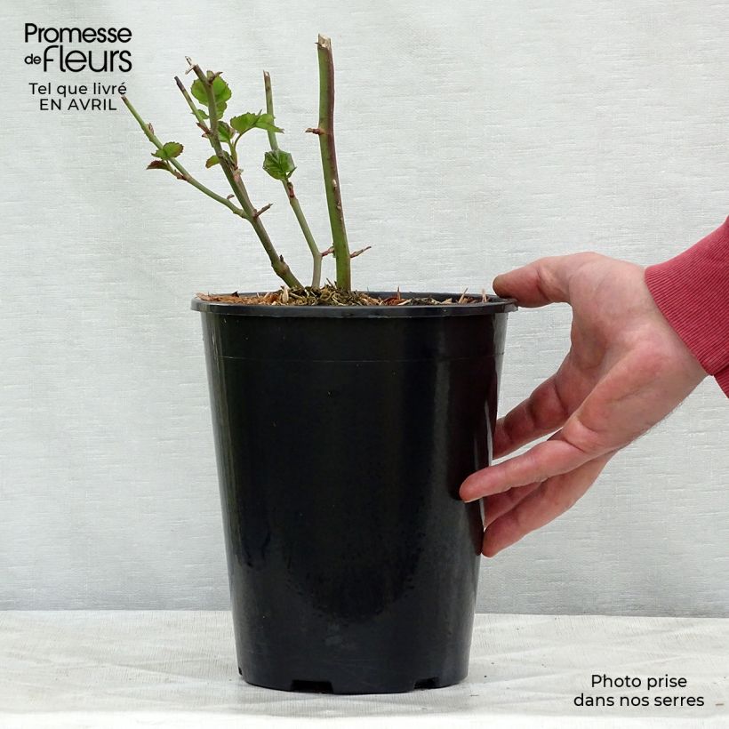 Example of Rosa moderno Bentheimer Gold Vaso da 2L/3L as you get in printemps