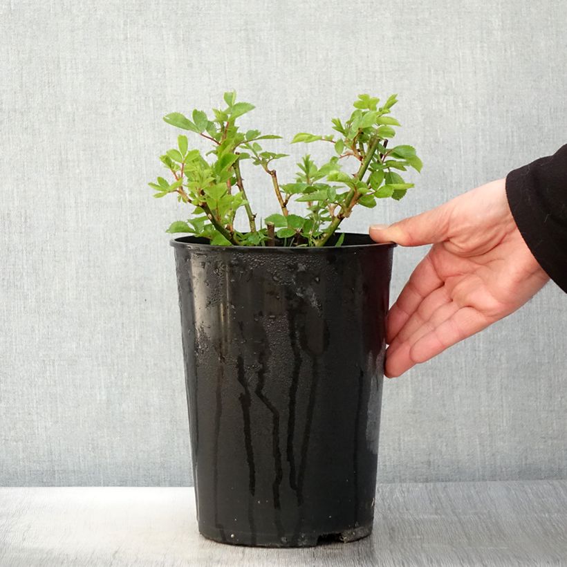 Rosa rampicante Bleu Magenta Vaso da 4L/5L esemplare consegnato in primavera