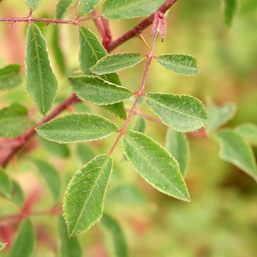 Rosa pendulina Bourgogne - Rosa alpina (Foliage)