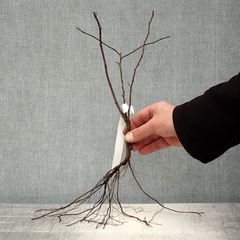 Rosa glauca - Rosa paonazza Piante piccole a radice nuda esemplare consegnato in inverno