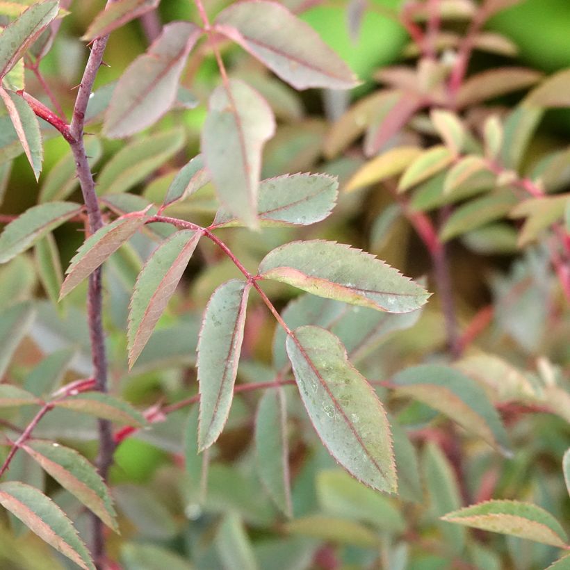 Rosa glauca - Rosa paonazza (Fogliame)