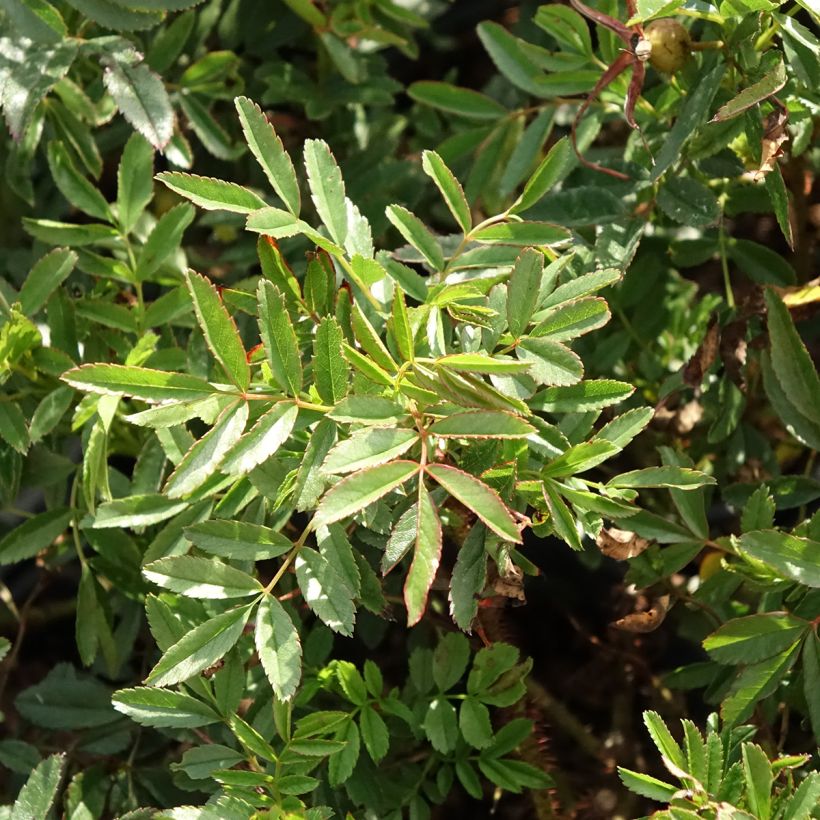 Rosa nitida - Rosa botanico (Foliage)