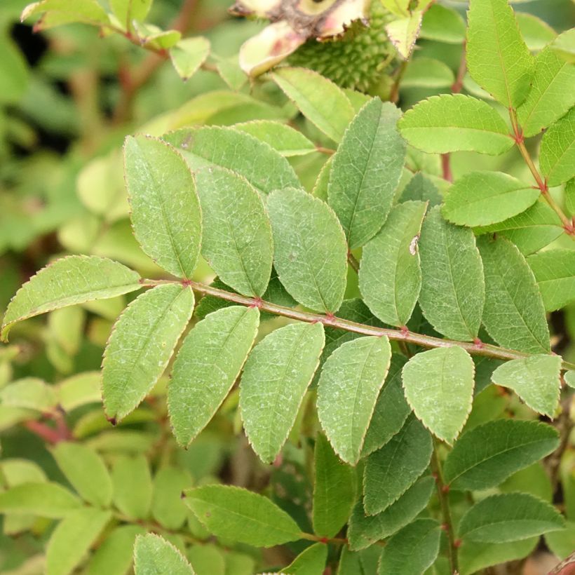 Rosa roxburghii Lampion (Foliage)