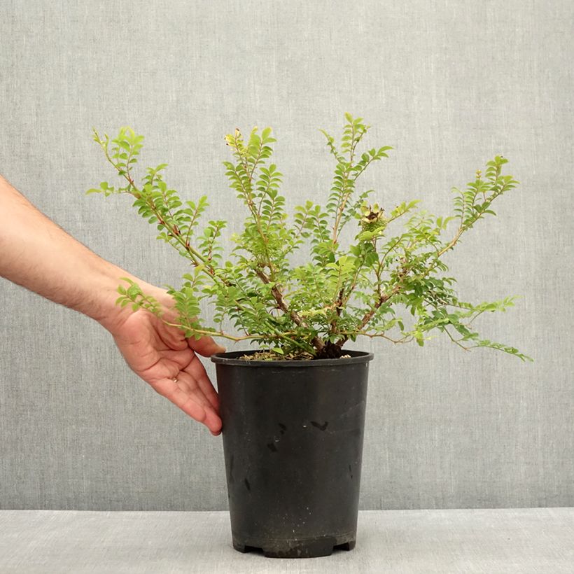 Example of Rosa roxburghii Lampion Vaso da 4L/5L as you get in ete