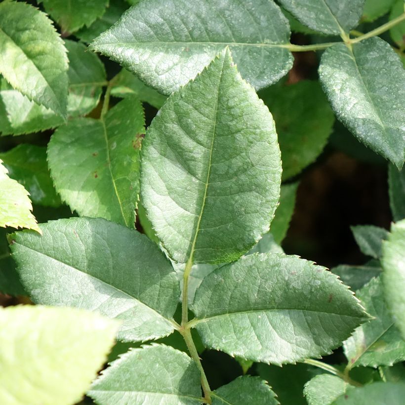 Rosa Wildberry (Fogliame)