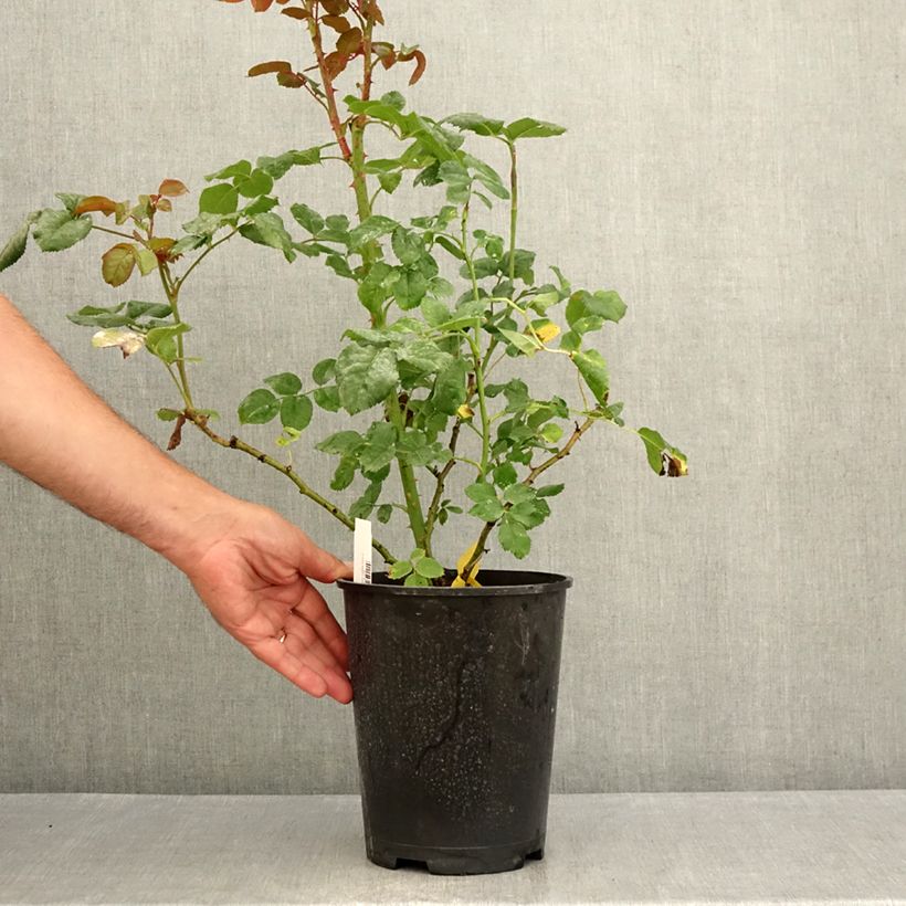 Esemplare di Rosa Wildberry Vaso da 4L/5L consegnato in estate
