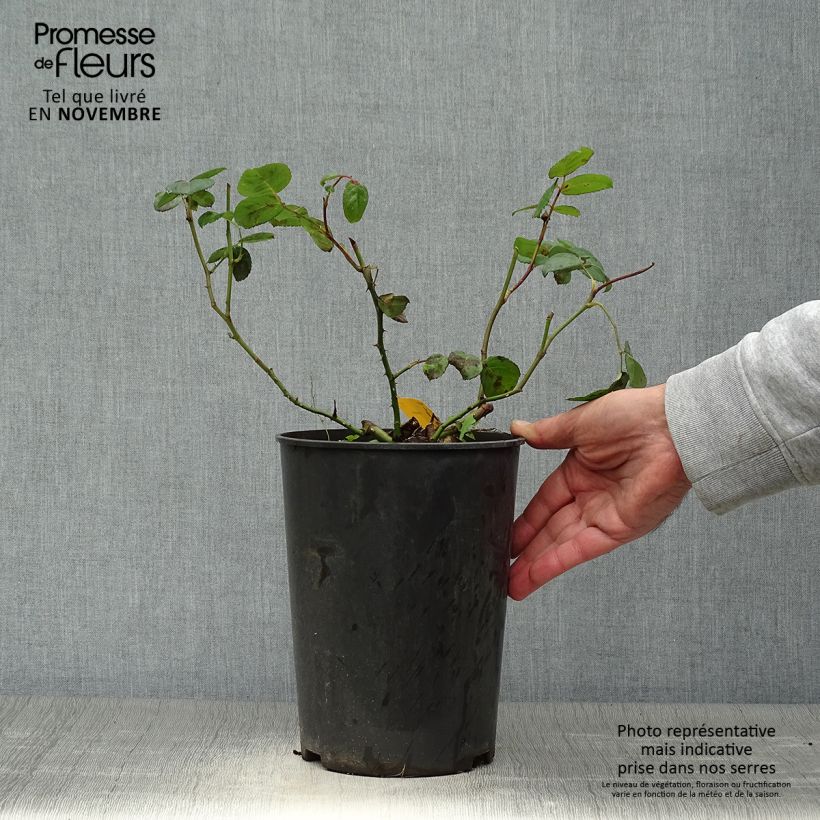 Esemplare di Rosa polyantha Rosier buisson Eisvogel Vaso da 4L/5L come consegnato in autunno