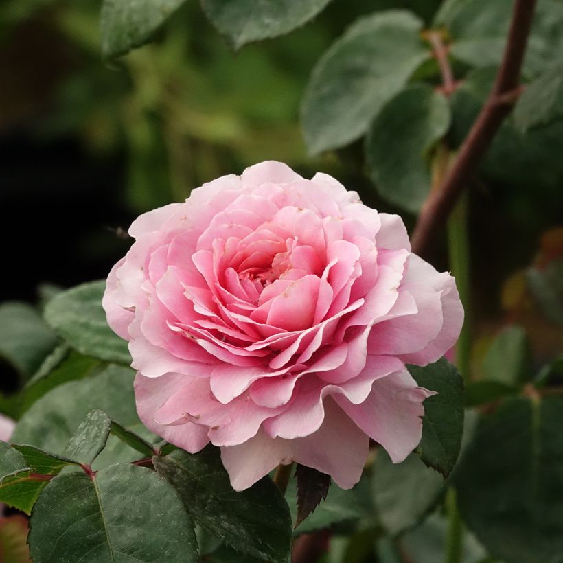Rosa polyantha Rosier buisson Eisvogel (Fioritura)