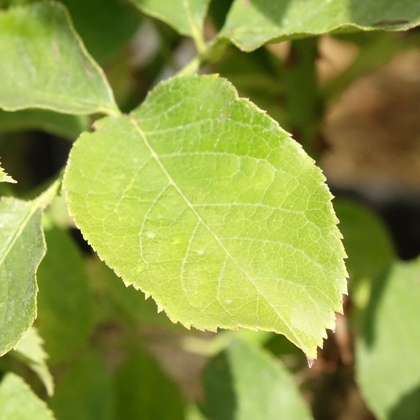 Rosa Pascali (Foliage)